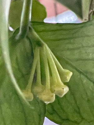 Hoya polyneura (some speckles)