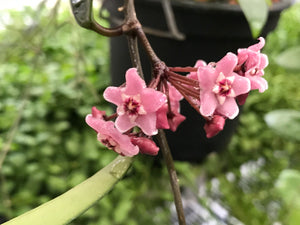 Hoya cv. Minibelle (carnosa X shepherdii)