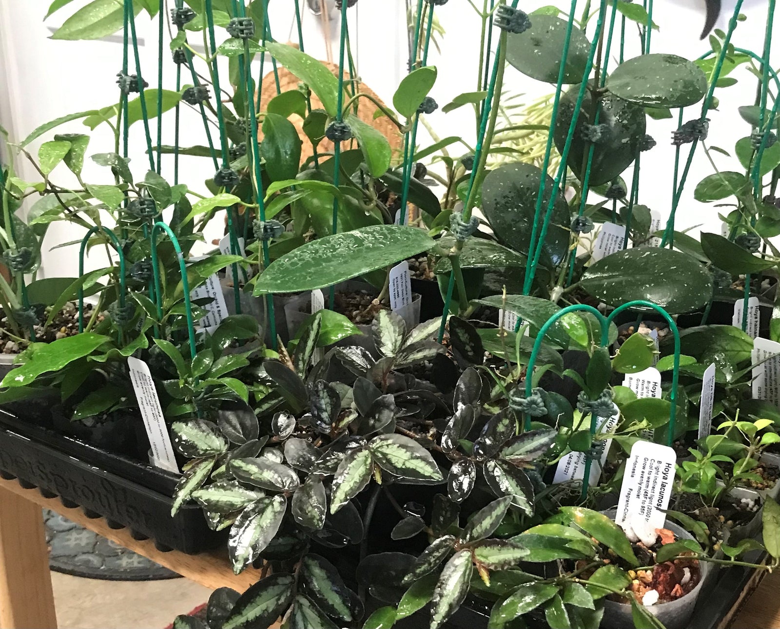 Octagonal Plastic Baskets - Flori-Culture Tropical Nursery + Hoya + Supply