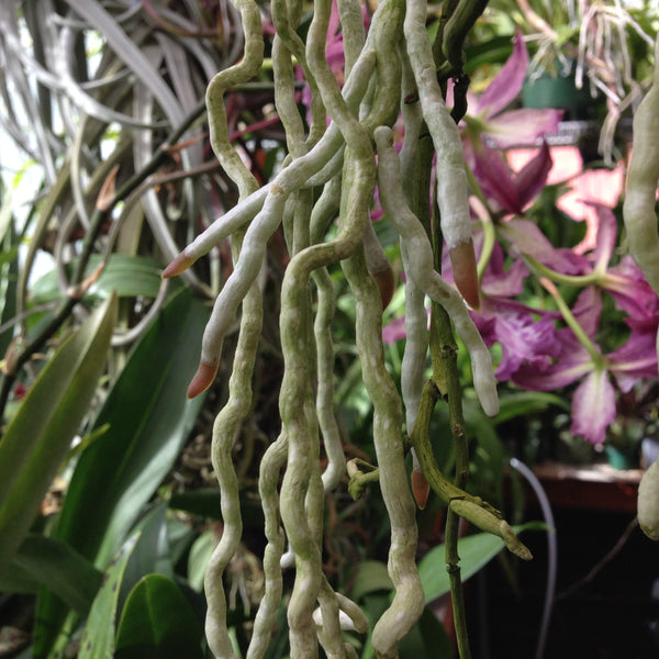 Plant Health - Flori-Culture Tropical Nursery + Hoya + Supply
