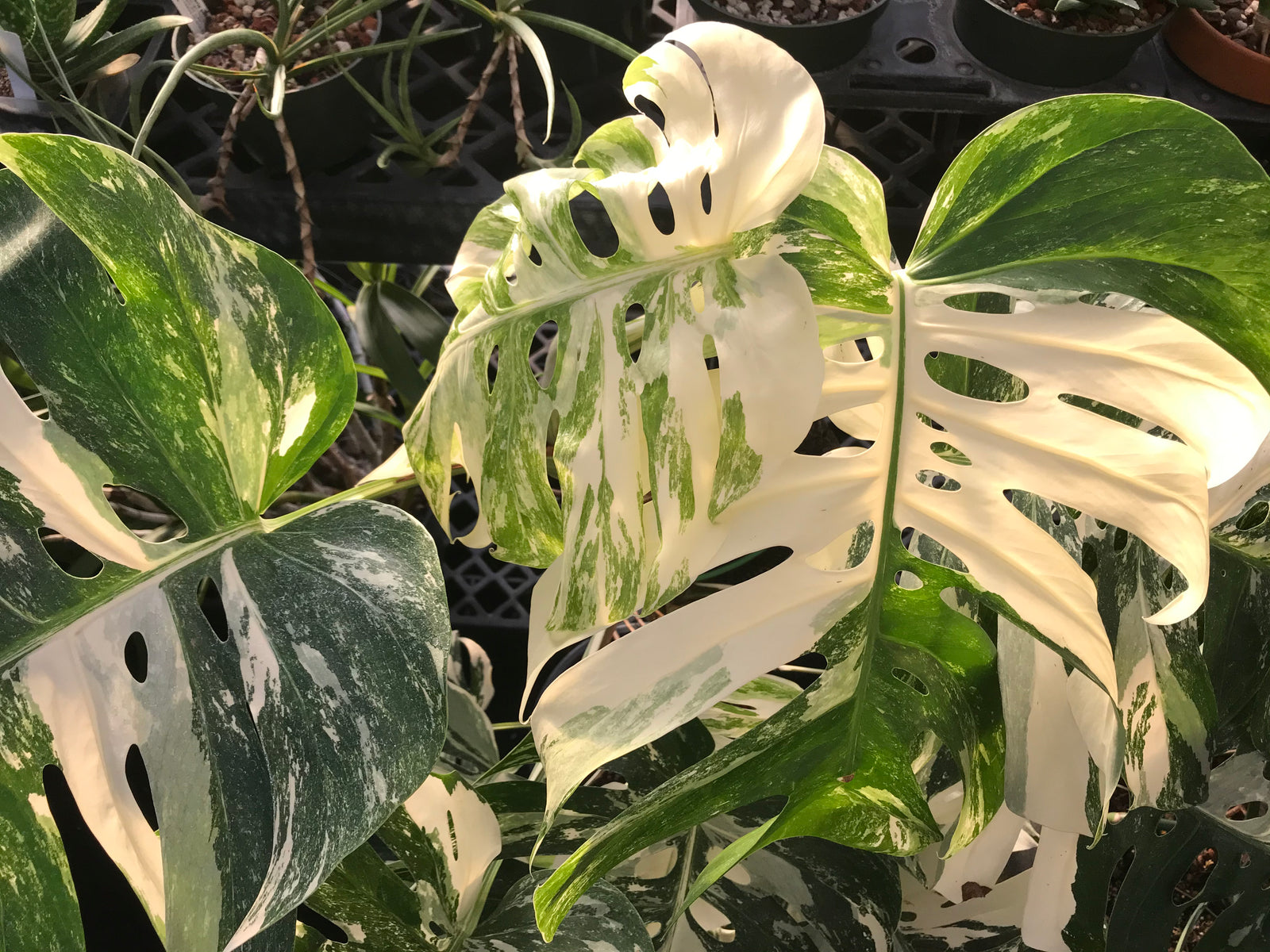 Octagonal Plastic Baskets - Flori-Culture Tropical Nursery + Hoya