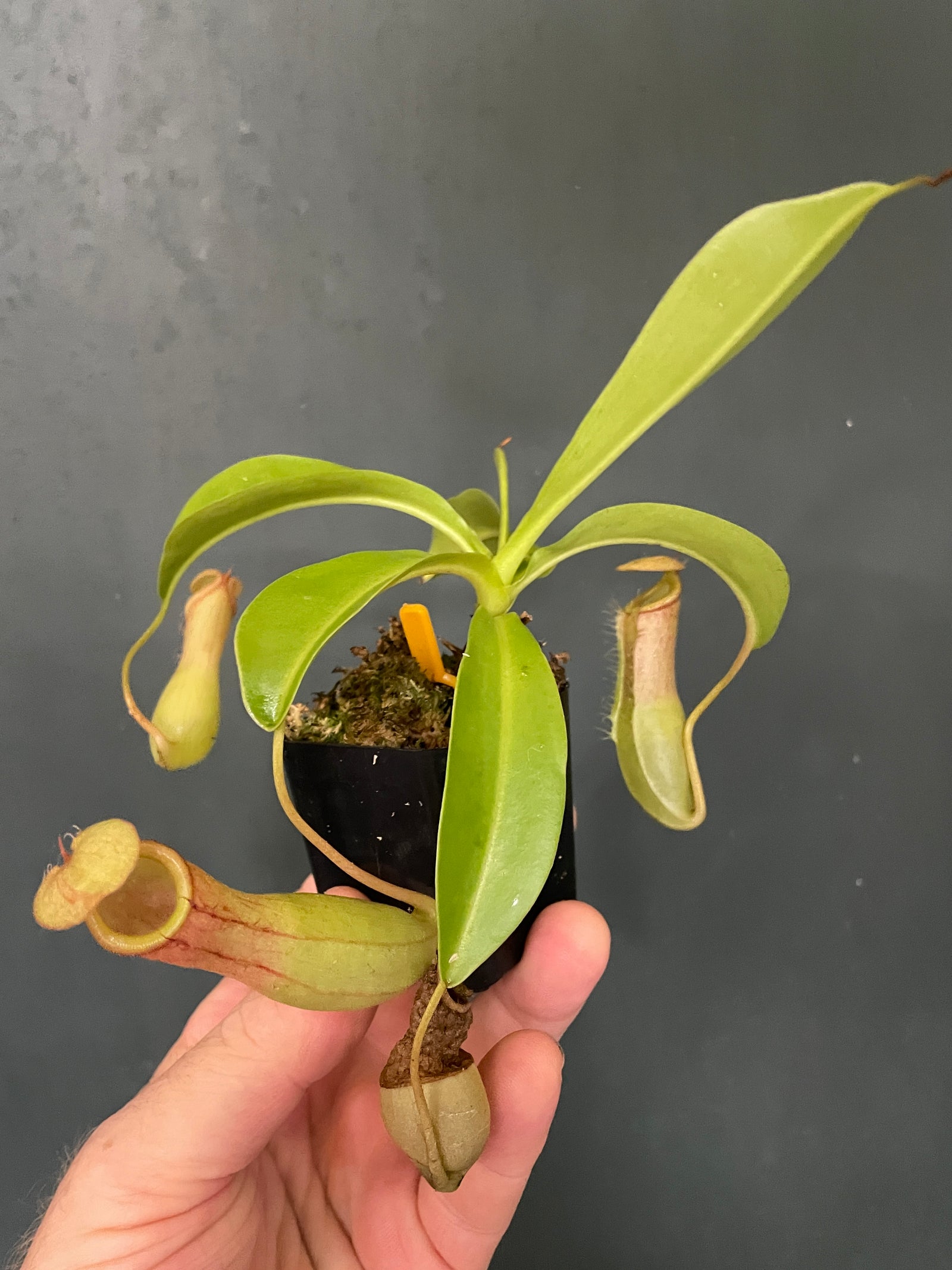 Nepenthes ventrata