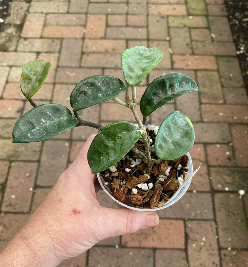 Hoya carnosa 'Krinkle 8'