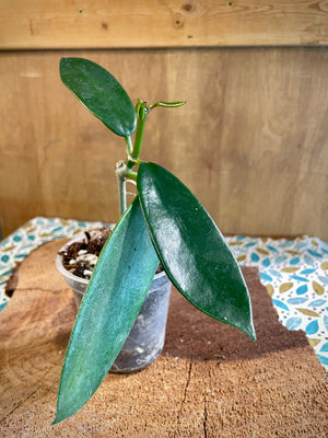 Hoya melifua