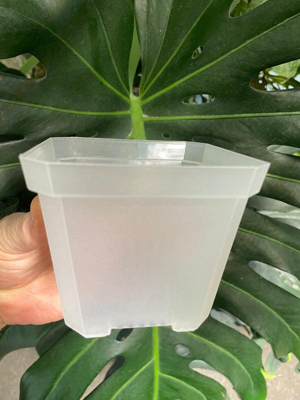 white square pot plant Square Plastic Pots - Clear
