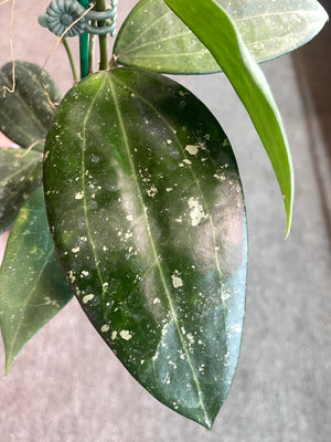 Hoya latifolia Rangsan