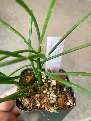 Rhipsalis edwaldiana