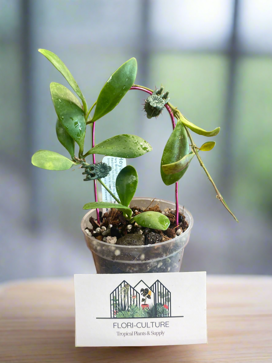 Hoya incurvula