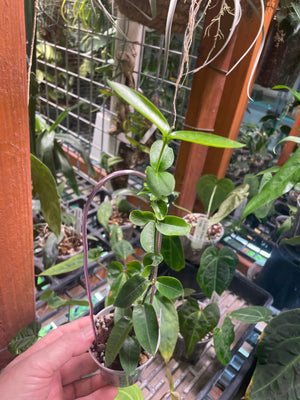 Hoya densifolia