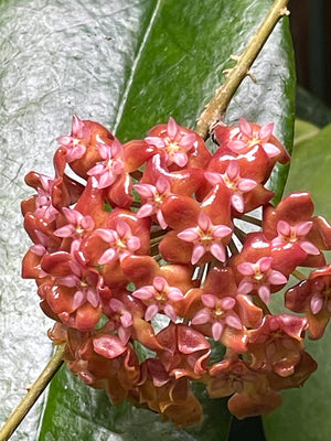 Hoya ilagiorum