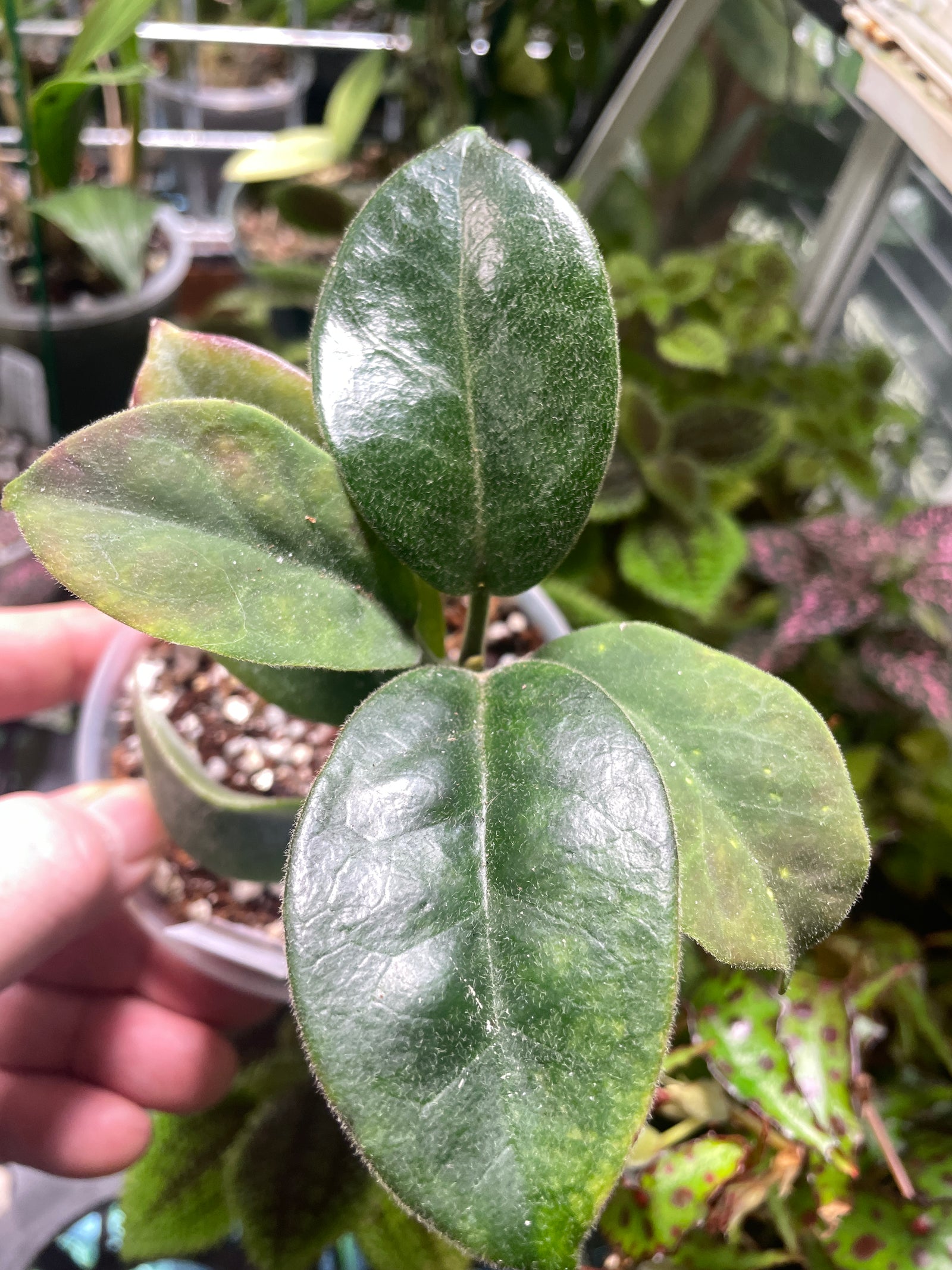 Hoya albiflora