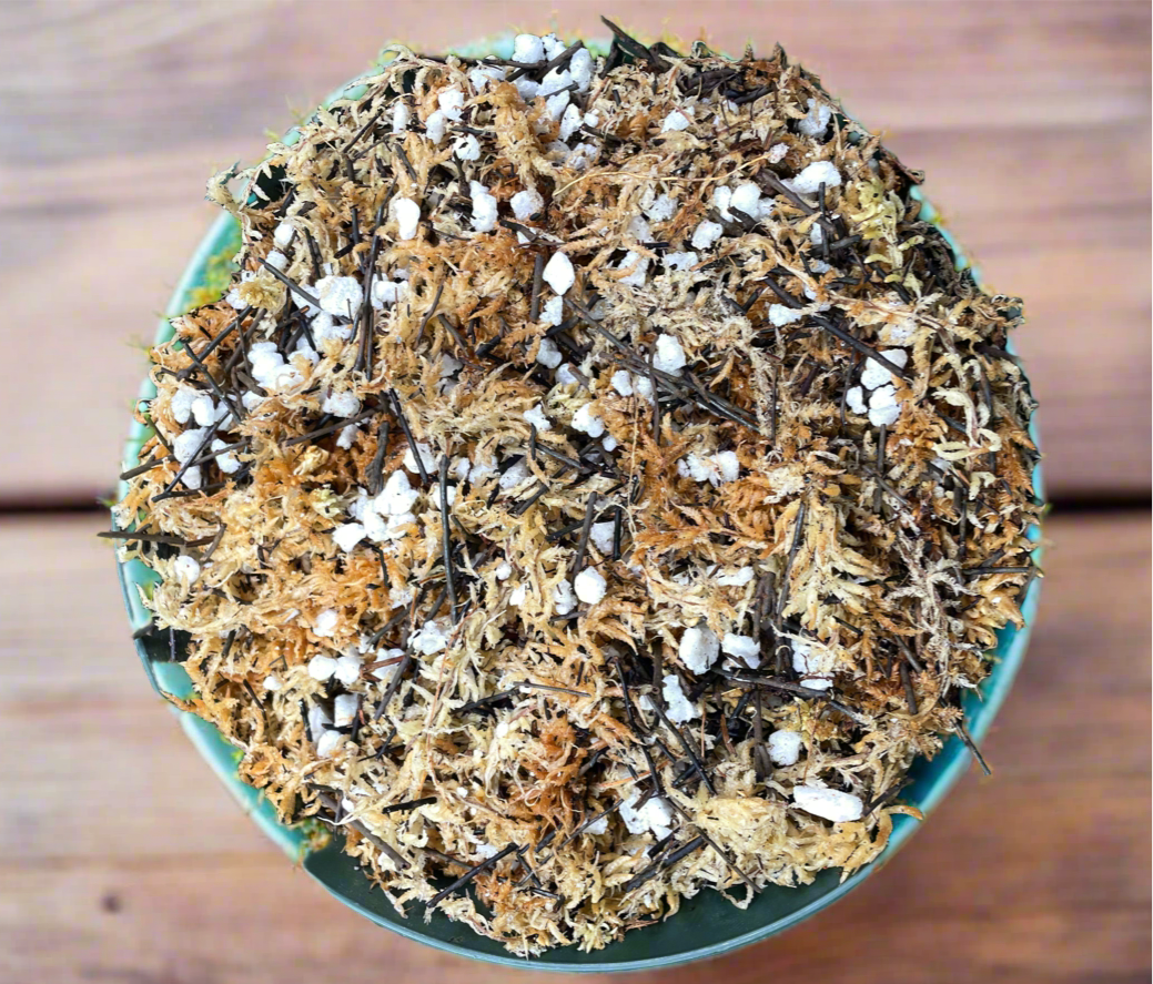 Flori-Culture Nepenthes Mix