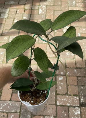 Hoya clemensiorum
