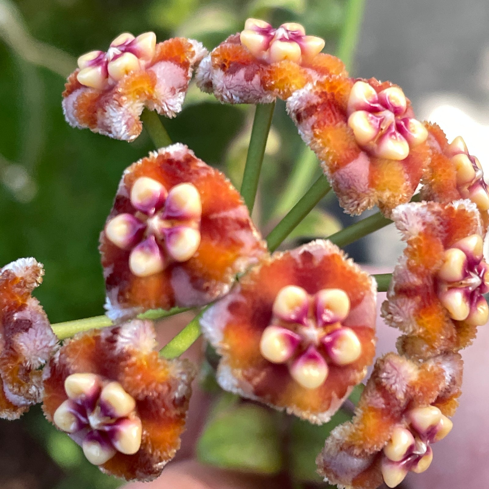Hoya melifua