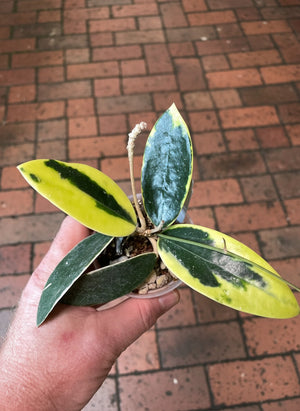 Hoya verticillata albomarginata