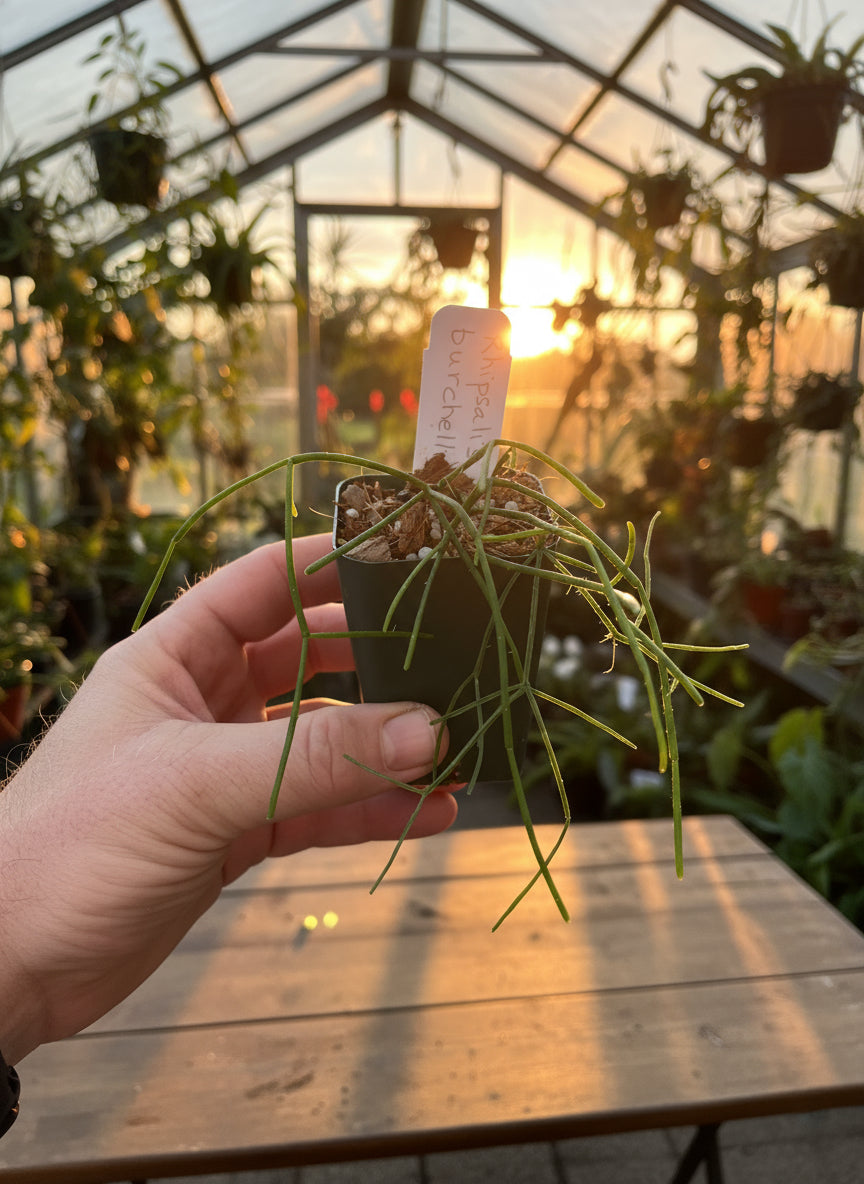 Rhipsalis burchellii