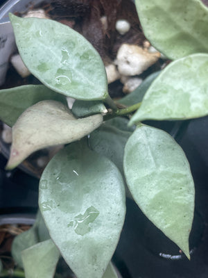 Hoya krohniana 'Mint'