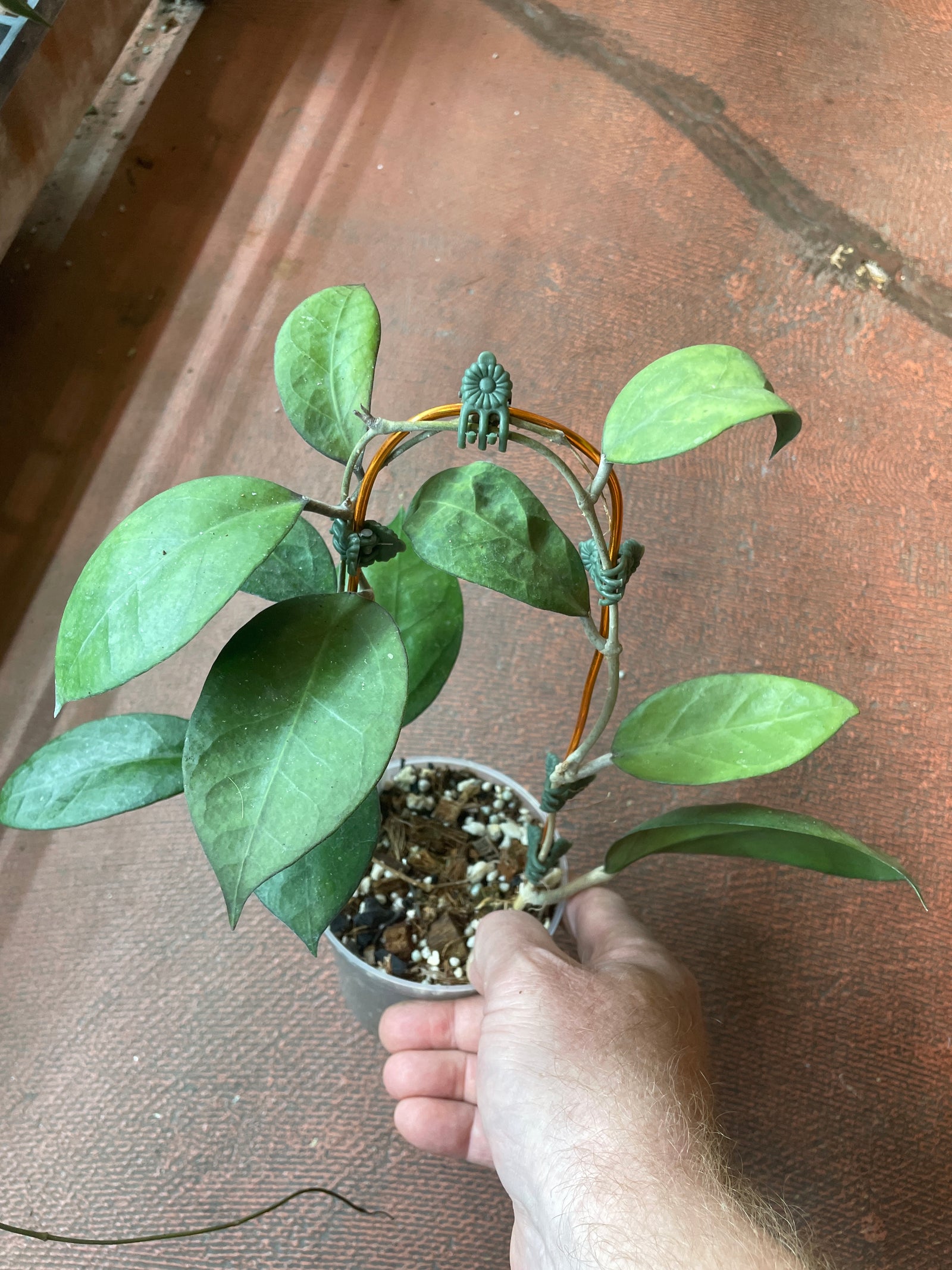 Hoya UT-063 (EPC 898)