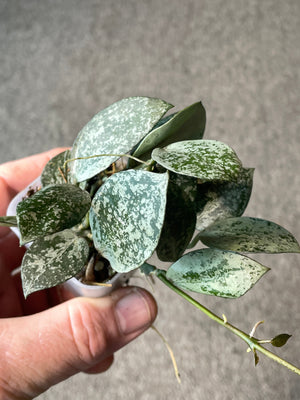 Hoya lacunosa Silver Mint Coin