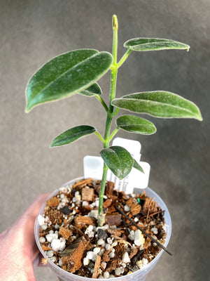 Hoya cv. Optimistic (ruthie X ciliata)