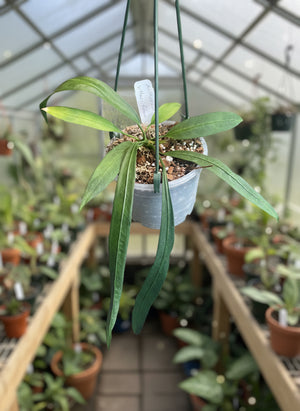 Anthurium vittarifolium