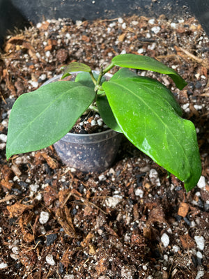 Hoya mindorensis Red
