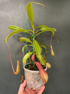 Nepenthes ventrata