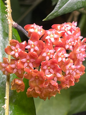 Hoya ilagiorum