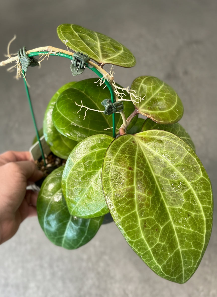 Hoya latifolia Sarawak