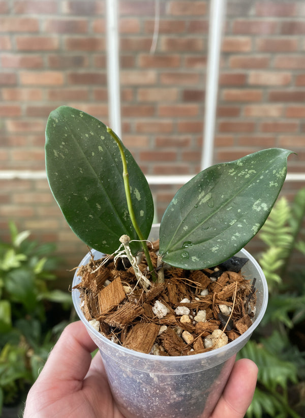 Hoya rigida - Flori-Culture Tropical Nursery + Hoya + Supply