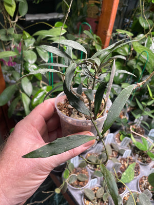 Hoya miriablis Clone B
