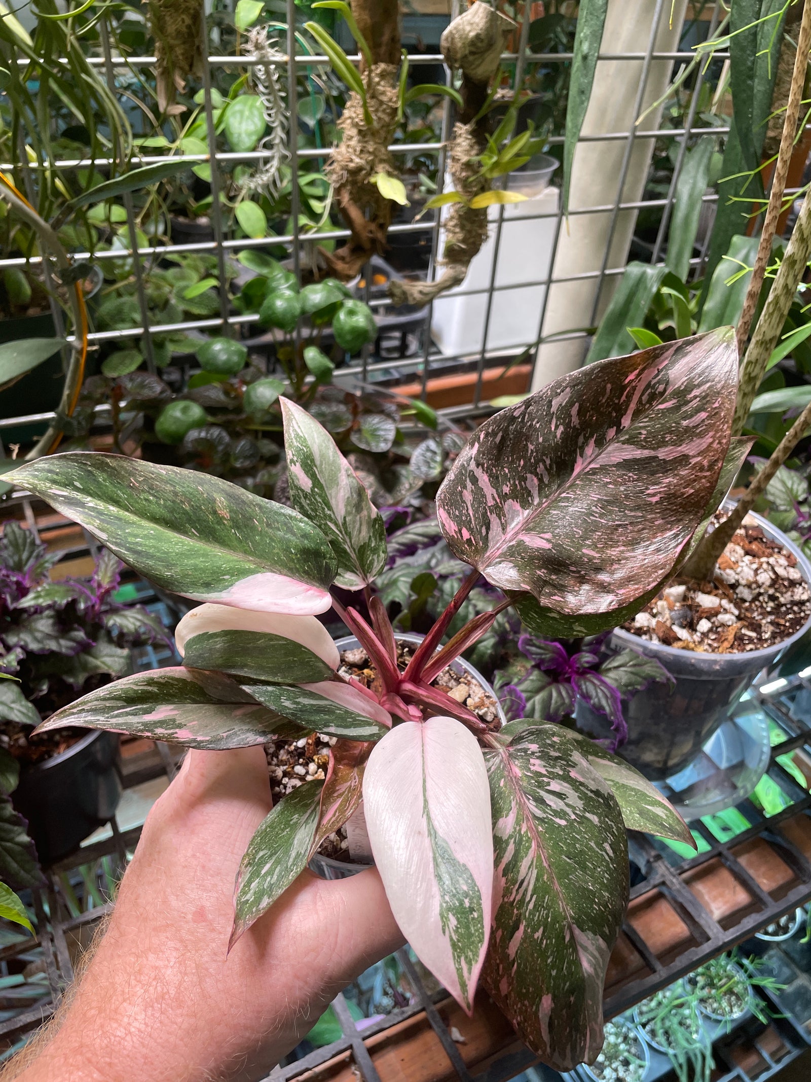 Philodendron erubescens 'Pink Princess Marble Galaxy' (Copy)