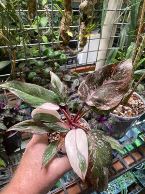 Philodendron erubescens 'Pink Princess Marble Galaxy' (Copy)