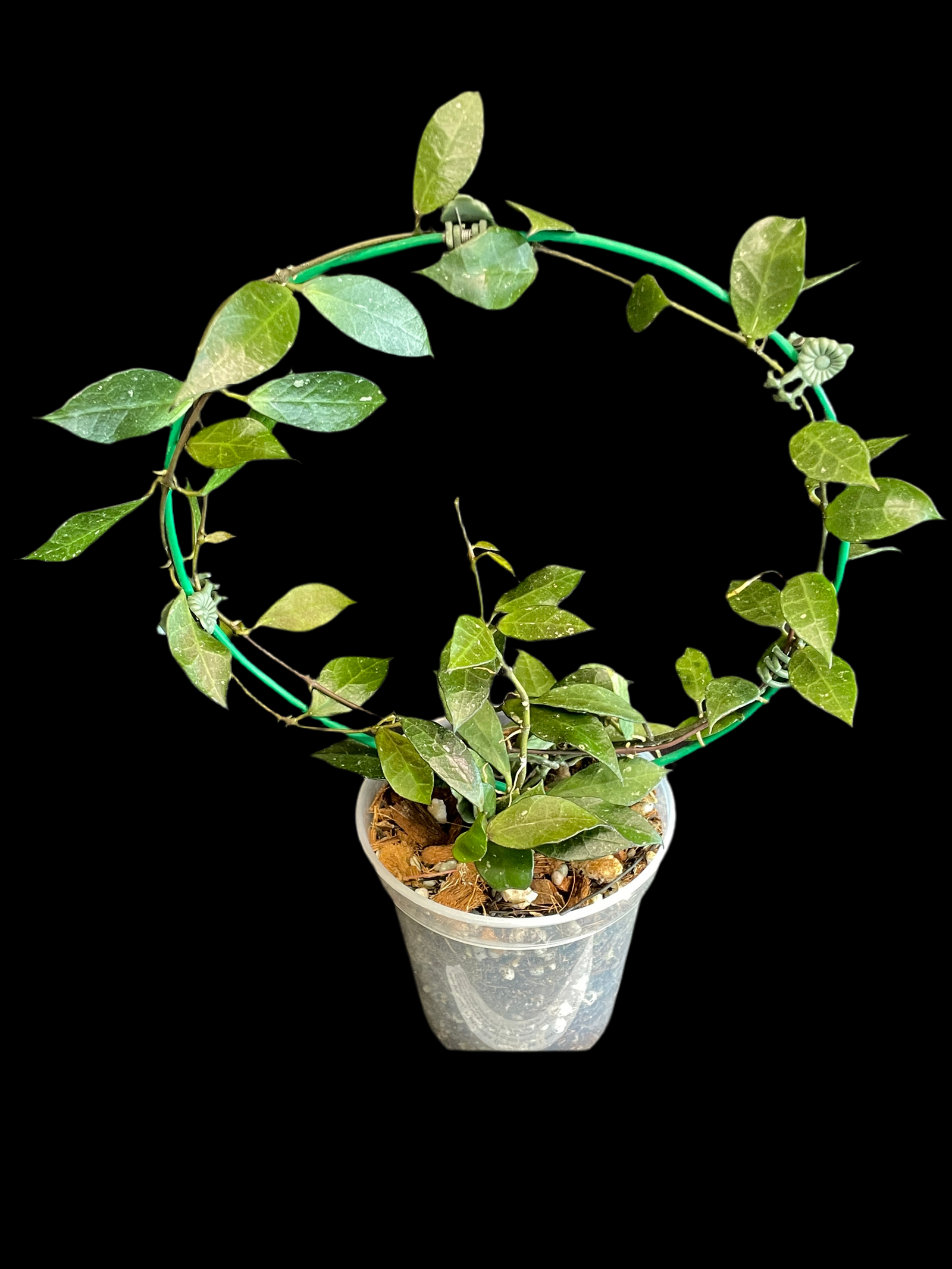 Hoya cv. Rebecca (lacunosa Langawi Island X obscura)