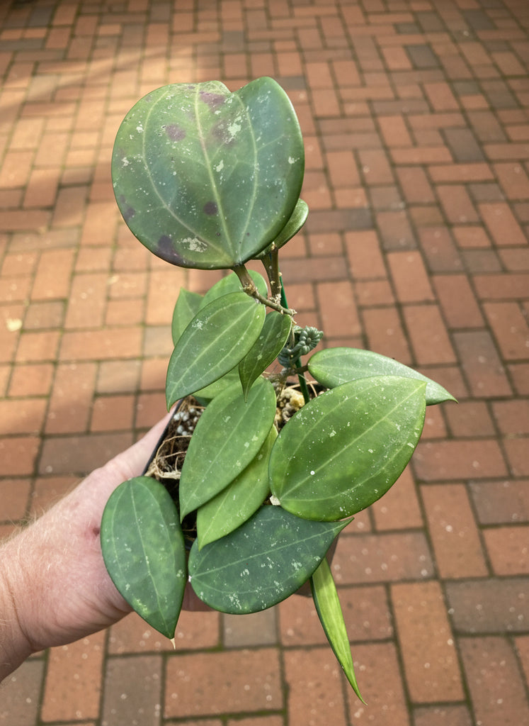 Hoya hanhiae Pink - Flori-Culture Tropical Nursery + Hoya + Supply
