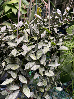 Hoya lacunosa ‘Laos’