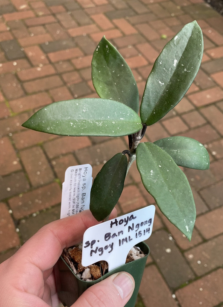 Hoya Ban Ngong Ngoy IML 1514 - Flori-Culture Tropical Nursery +