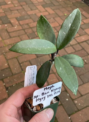 Hoya Ban Ngong Ngoy IML 1514
