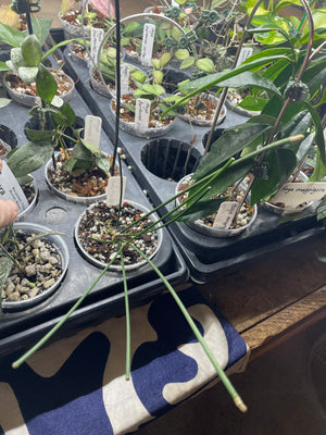 Hoya spartioides