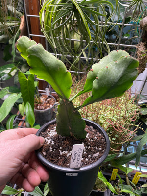 Rhipsalis oblonga aff.