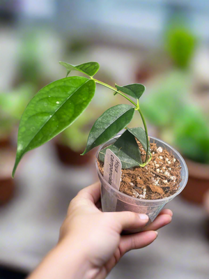 Hoya campanulata