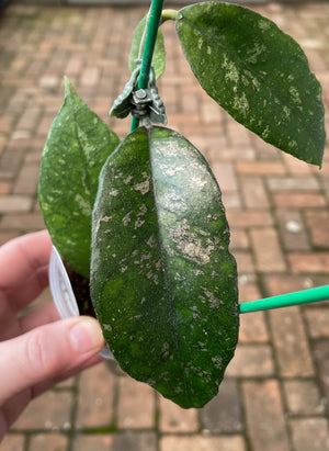 Hoya finlaysonii 'Chicken Farm'