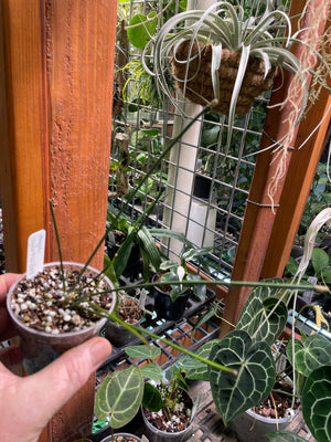 Hoya spartioides