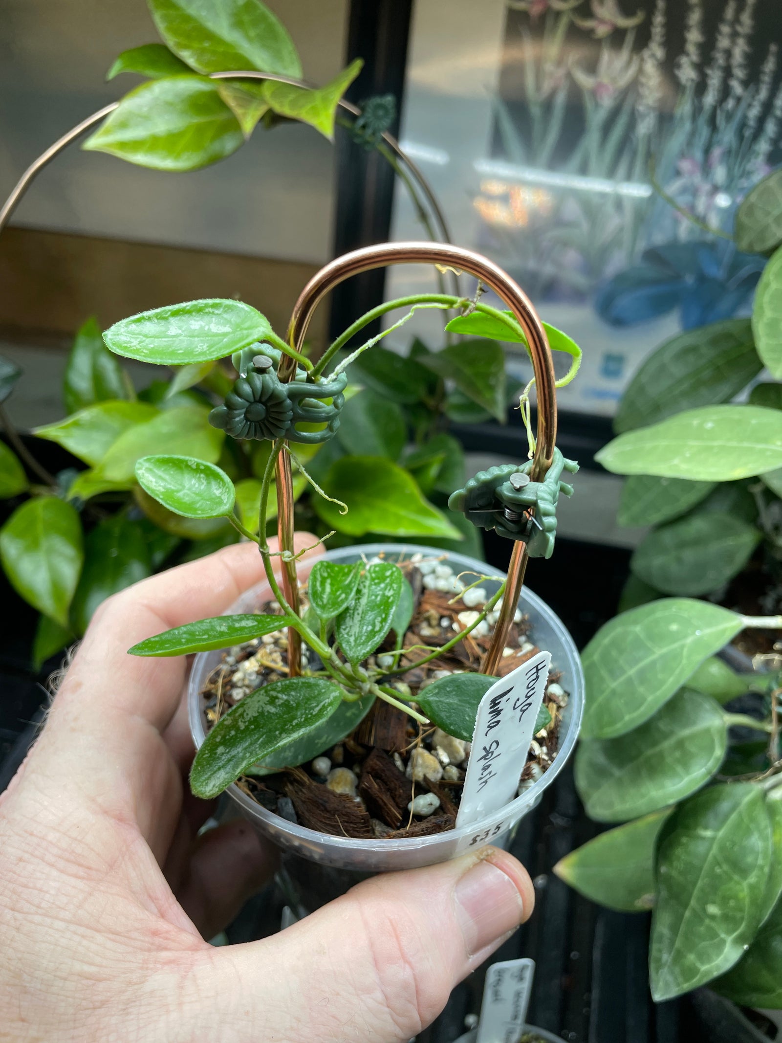 Hoya Lima Splash