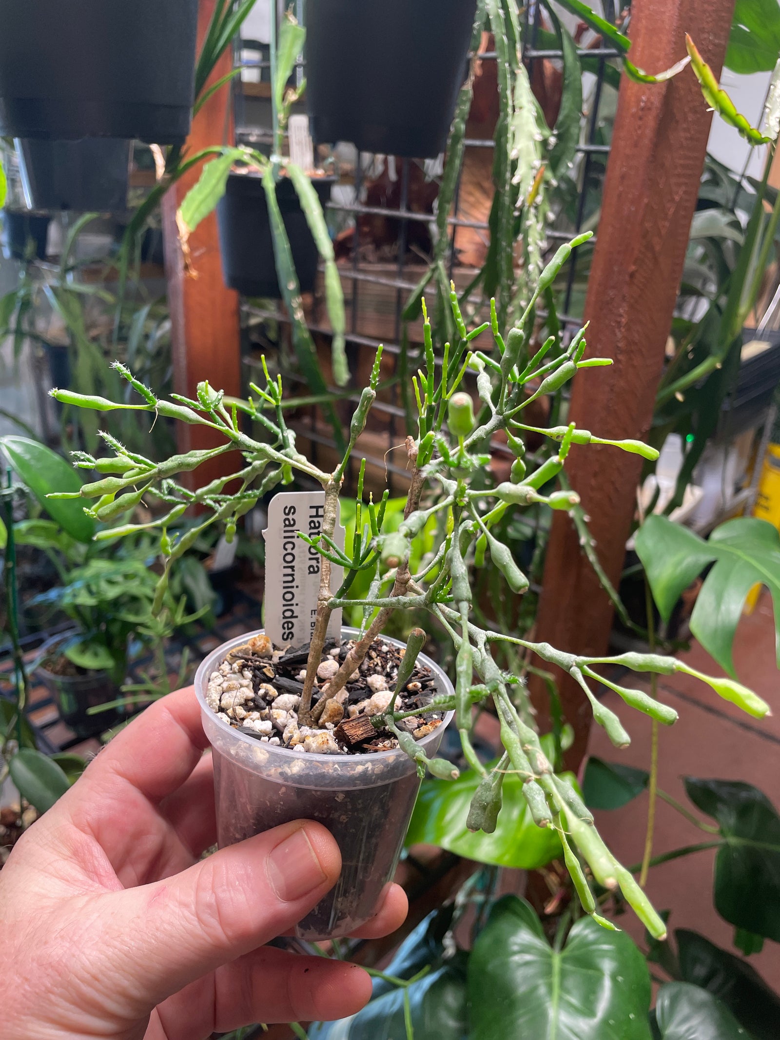 Hatiora salicornioides