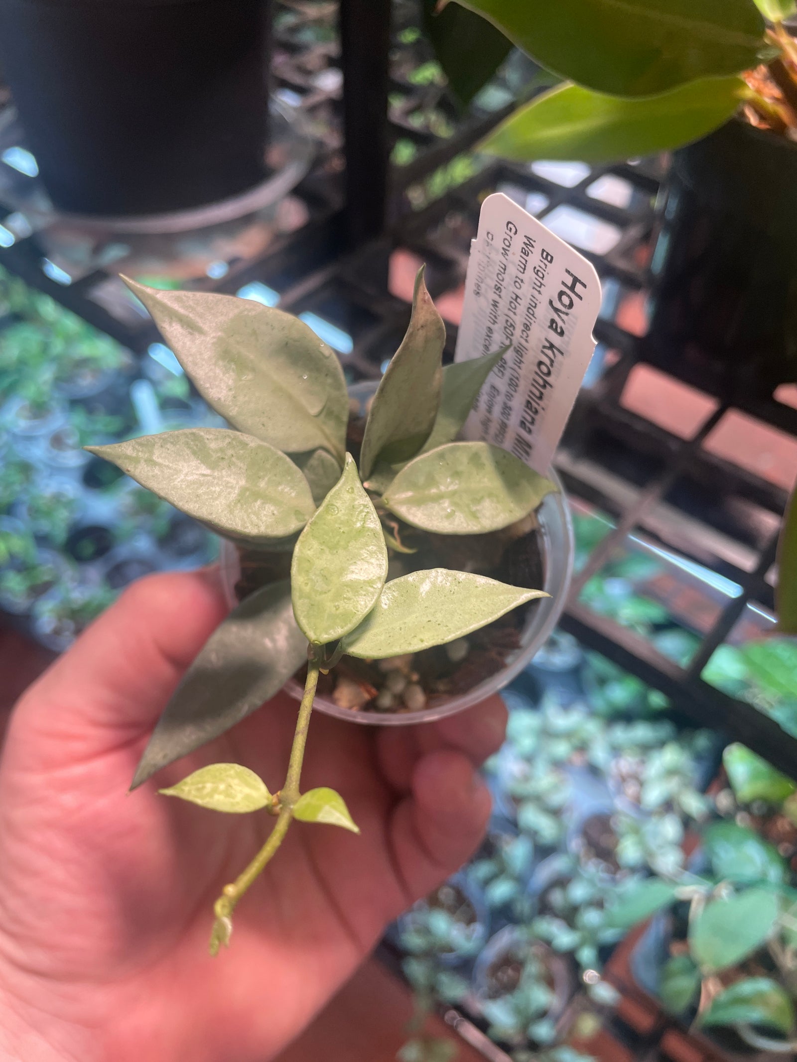 Hoya krohniana 'Mint'