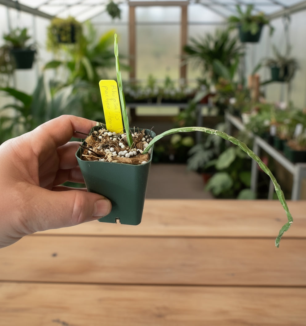 Rhipsalis pacheo-leonis