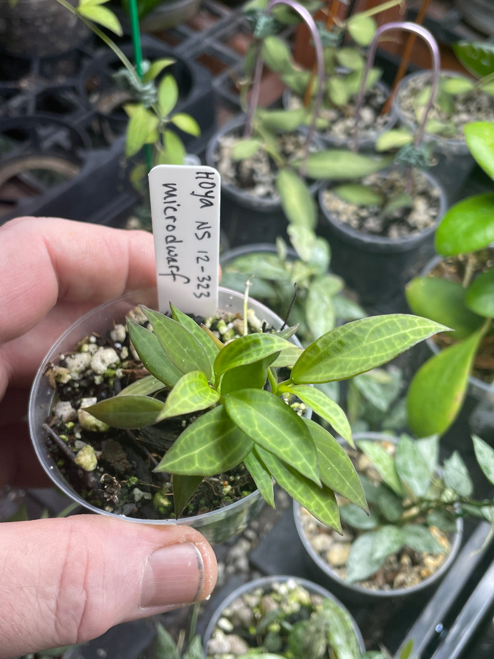 Hoya Microdwarf (NS12-323)
