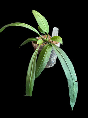 Anthurium vittarifolium