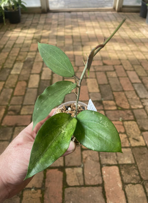 Hoya cinnamomifolia var purpureofusca